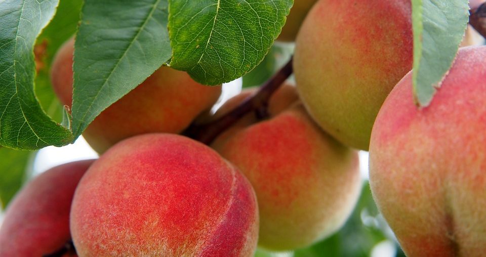 August Is National Peach Month
