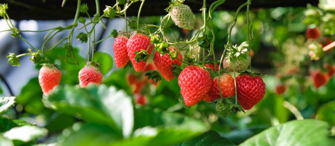 May is National Strawberry Month