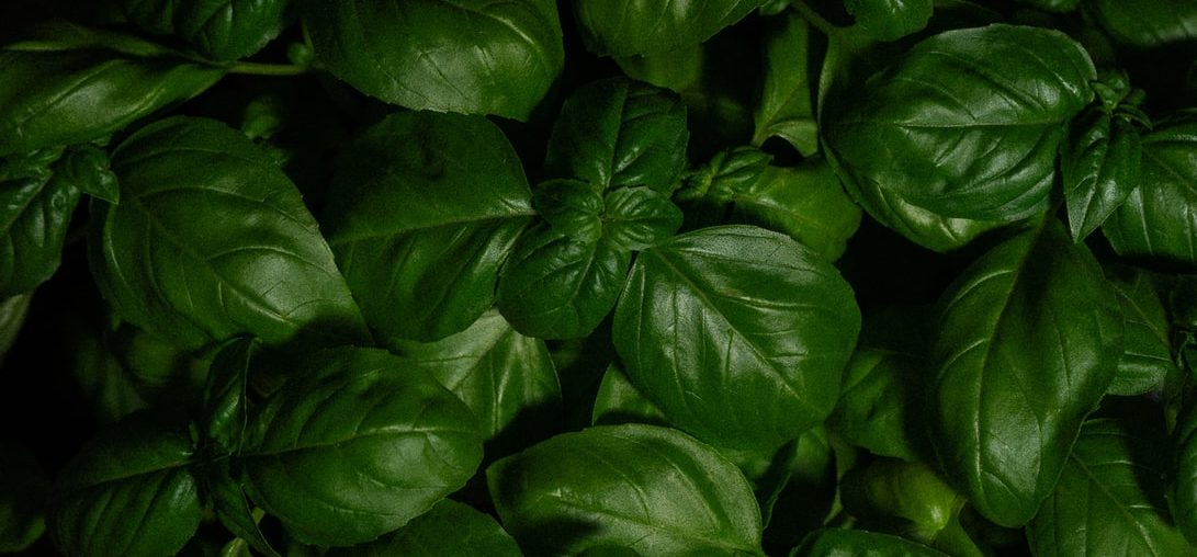 10 Amazing Benefits of Basil Herbs