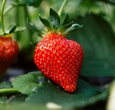 Benefits of Soaking Strawberries in Vinegar