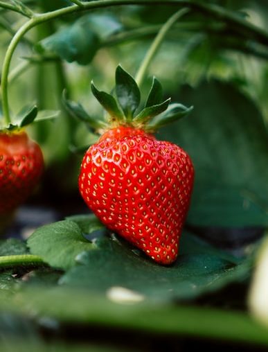 Benefits of Soaking Strawberries in Vinegar