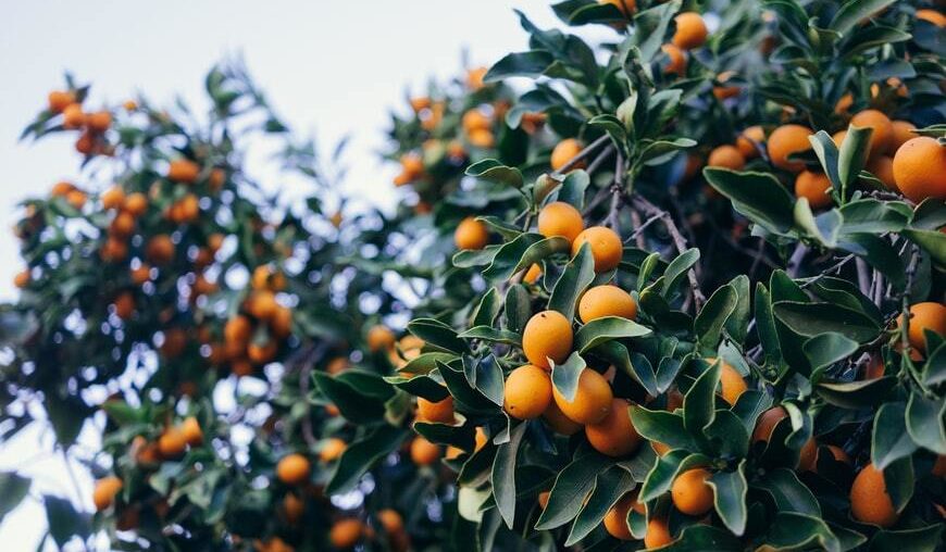 What Are The Benefits Of Eating Kumquats?