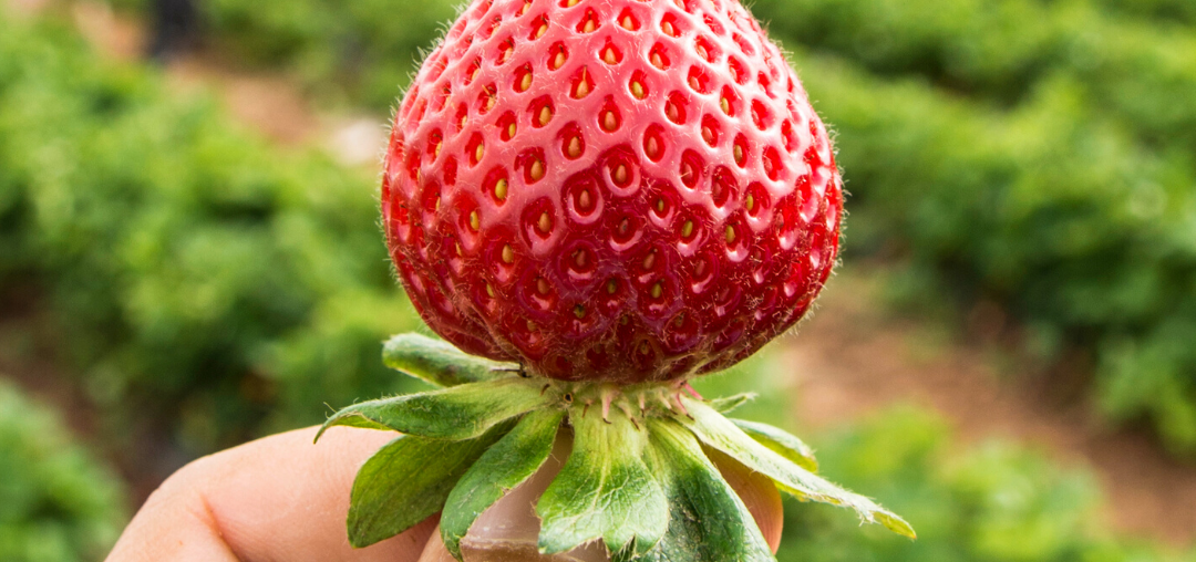 What Are Five Benefits Of Strawberries?