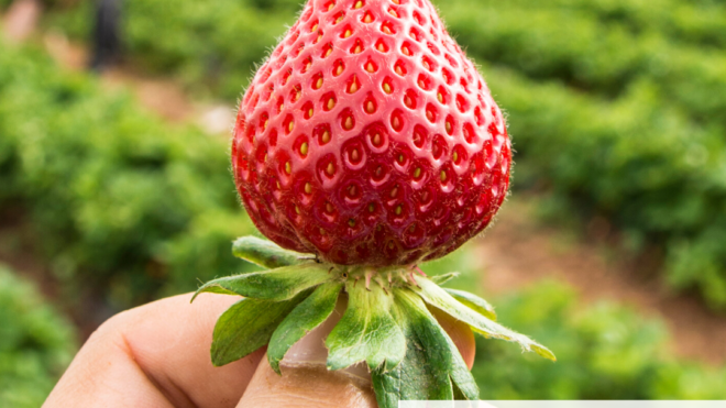 What Are Five Benefits Of Strawberries?