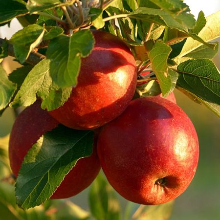 What Are The Best Fruits That Are Native To Vermont?