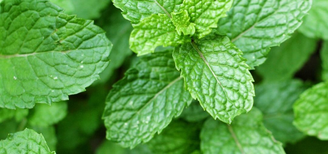 How Is Mint Used For Digestion?