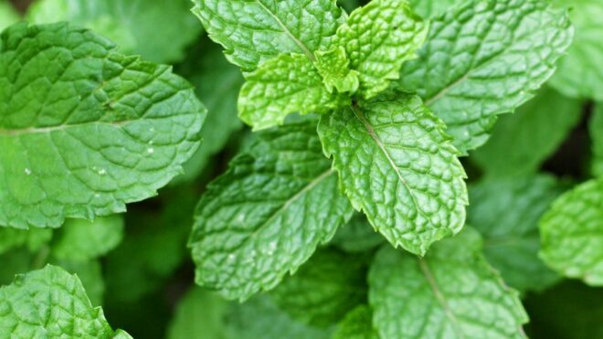 How Is Mint Used For Digestion?